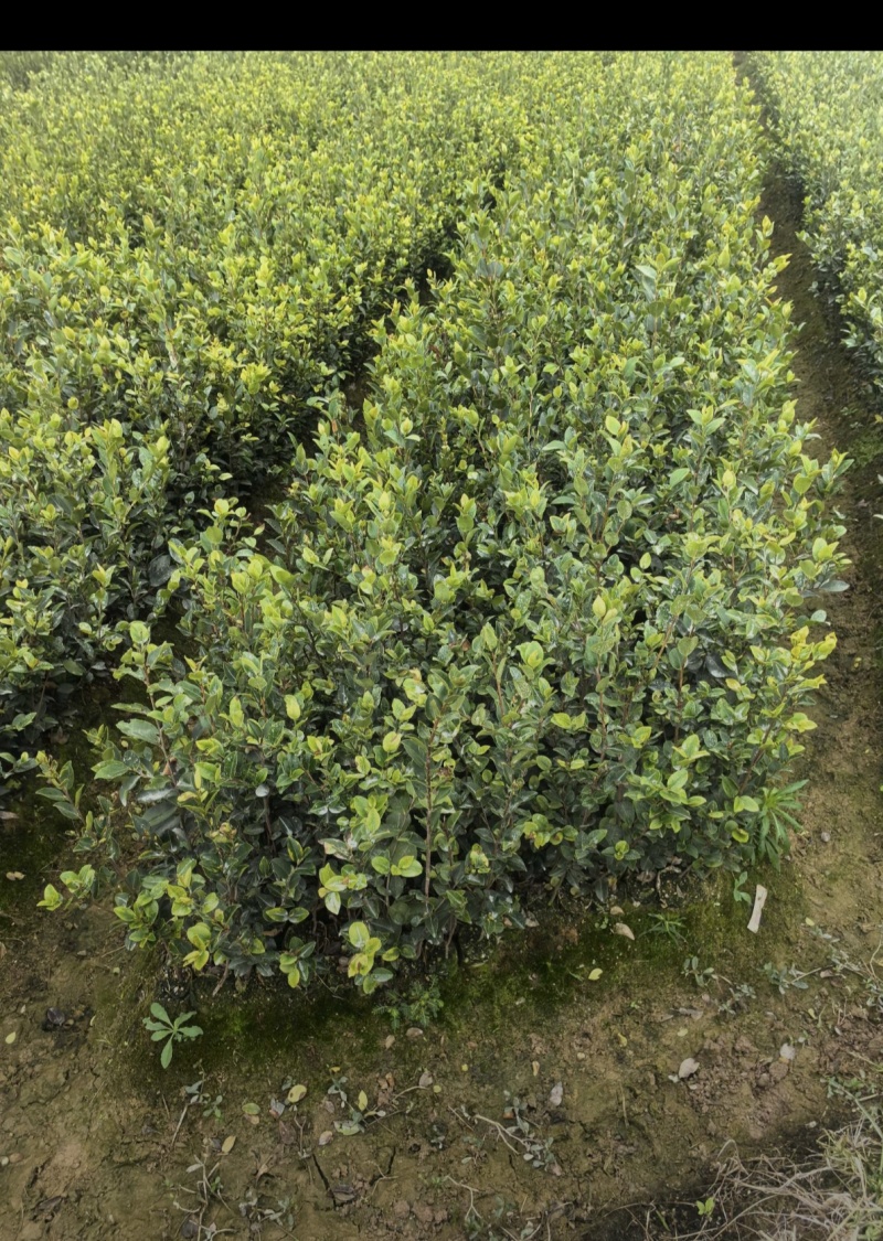 油茶苗