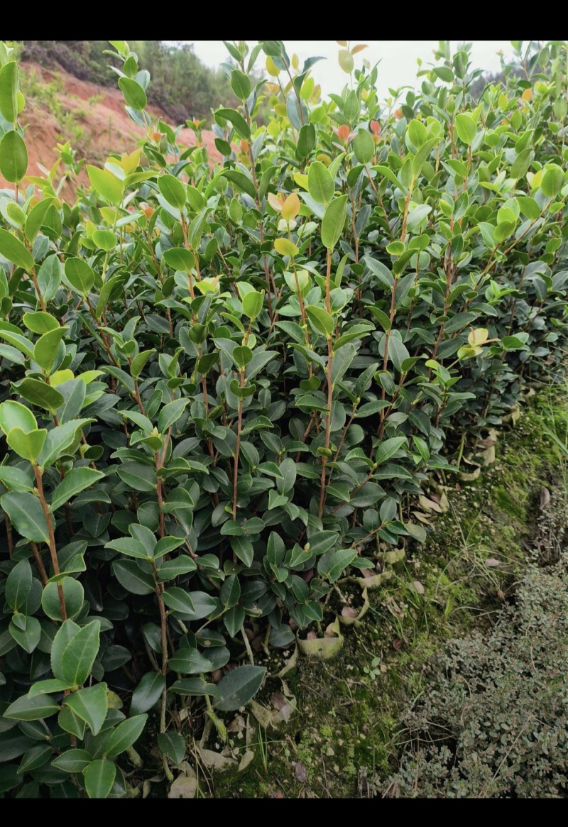 油茶苗