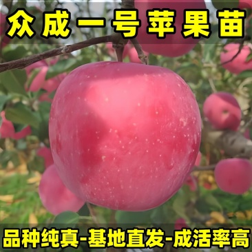 正品众成一号苹果苗品种纯真基地现起现发货成活率高