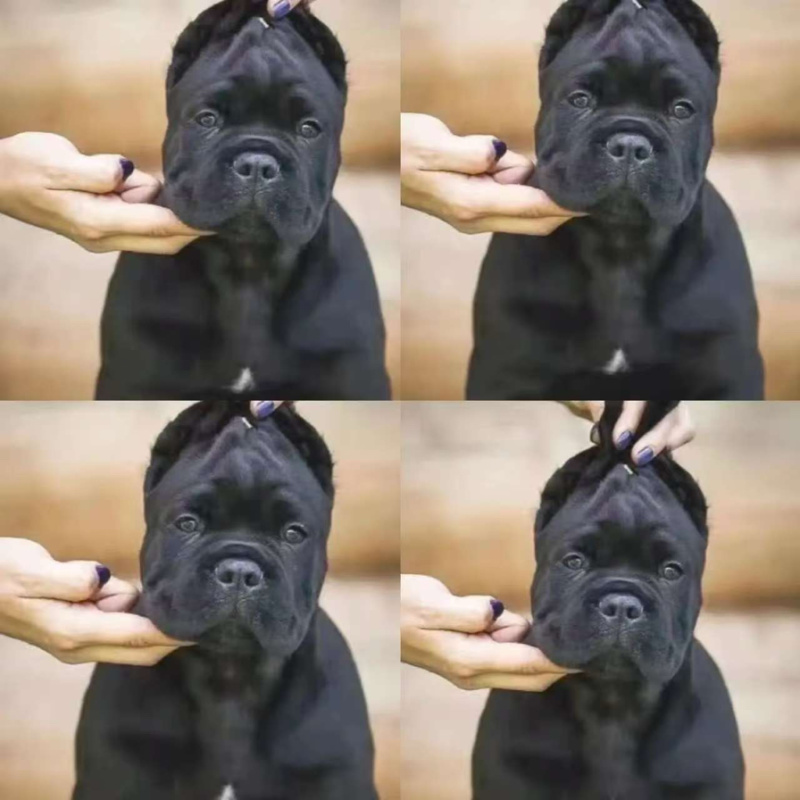 卡斯罗犬，品种纯，品质好，欢迎看货，线上现场都可以