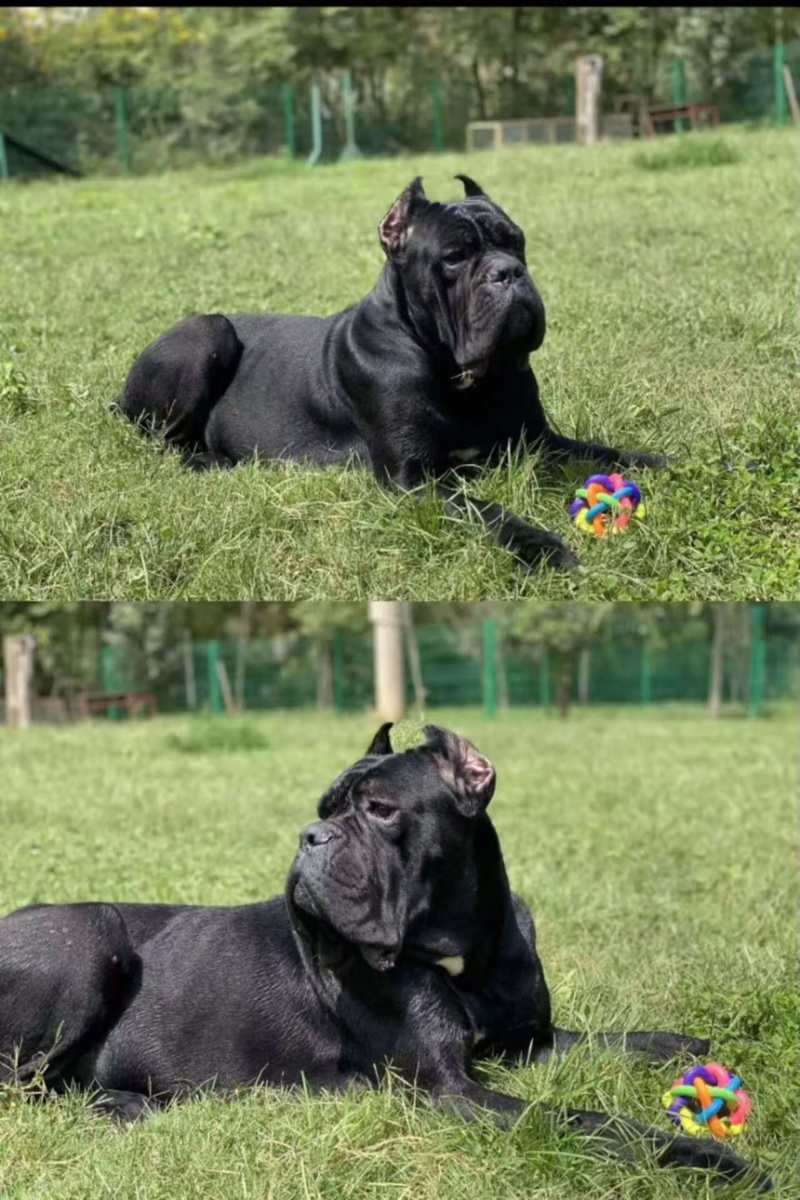 卡斯罗犬，品种纯，品质好，欢迎看货，线上现场都可以