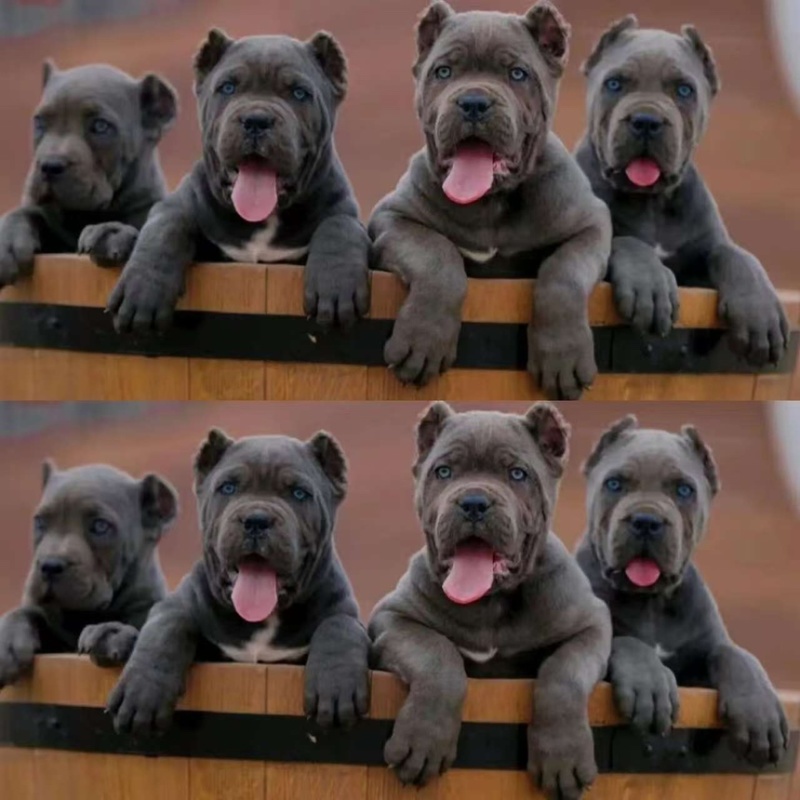 卡斯罗犬，品种纯，品质好，欢迎看货，线上现场都可以