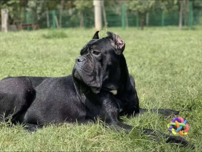 卡斯罗犬，品种纯，品质好，欢迎看货，线上现场都可以