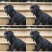 卡斯罗犬，品种纯，品质好，欢迎看货，线上现场都可以