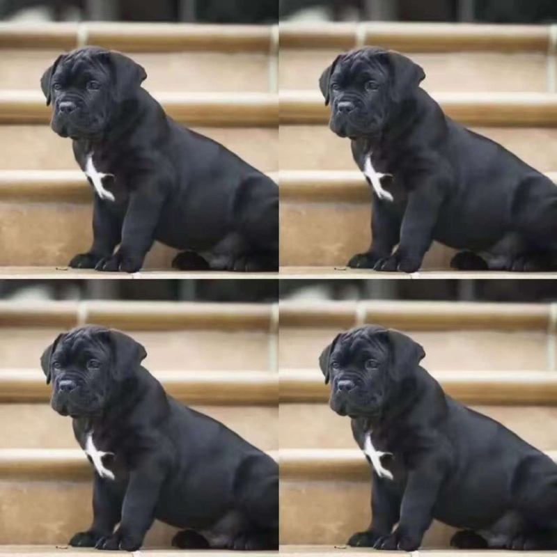 卡斯罗犬，品种纯，品质好，欢迎看货，线上现场都可以