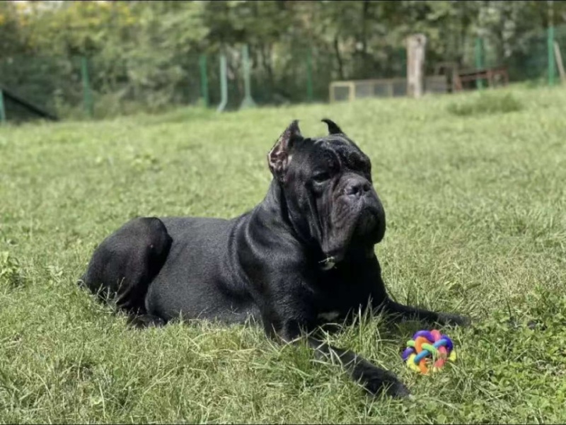 卡斯罗犬，品种纯，品质好，欢迎看货，线上现场都可以