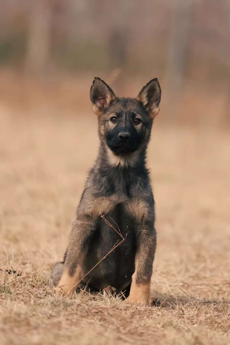 牧羊犬纯种边牧犬