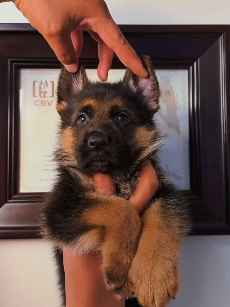 牧羊犬纯种边牧犬