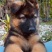 牧羊犬纯种边牧犬