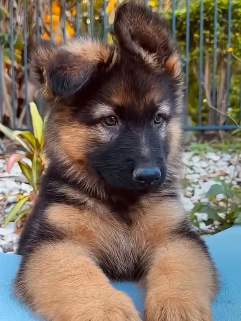 牧羊犬纯种边牧犬