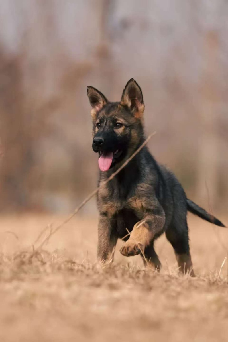 牧羊犬纯种边牧犬