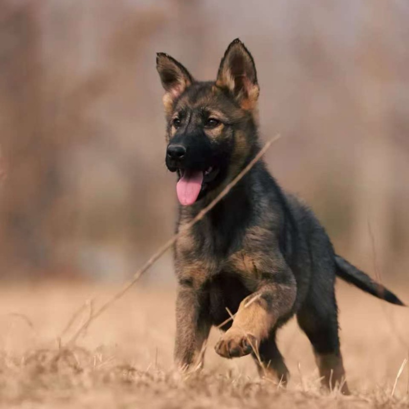 牧羊犬纯种边牧犬
