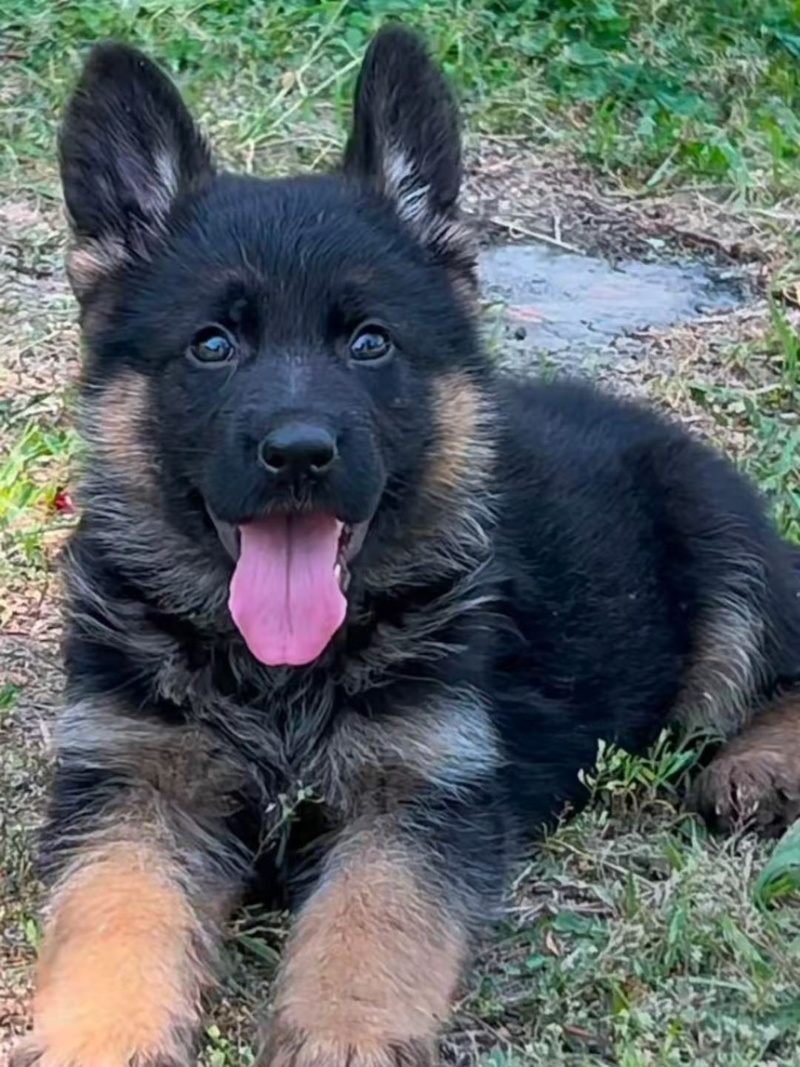 牧羊犬纯种边牧犬