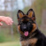 牧羊犬纯种边牧犬