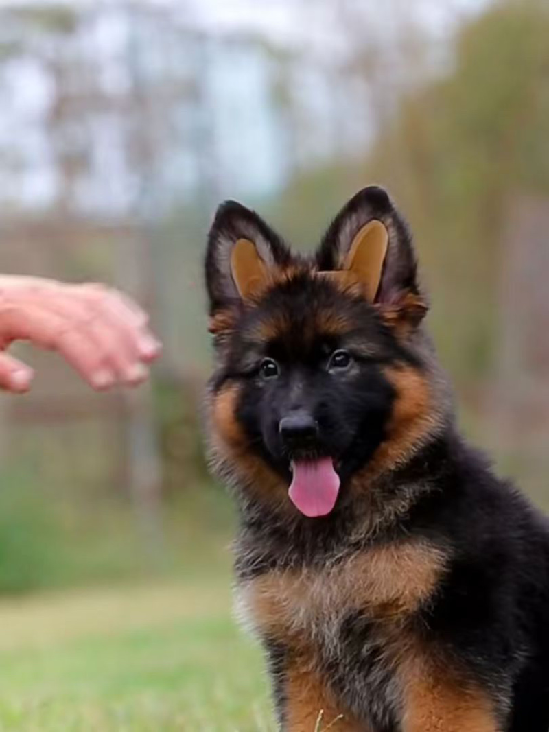 牧羊犬纯种边牧犬