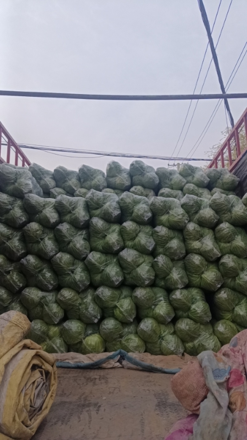 甘蓝河北本地甘蓝大量上市产地直发一手货源量大价优