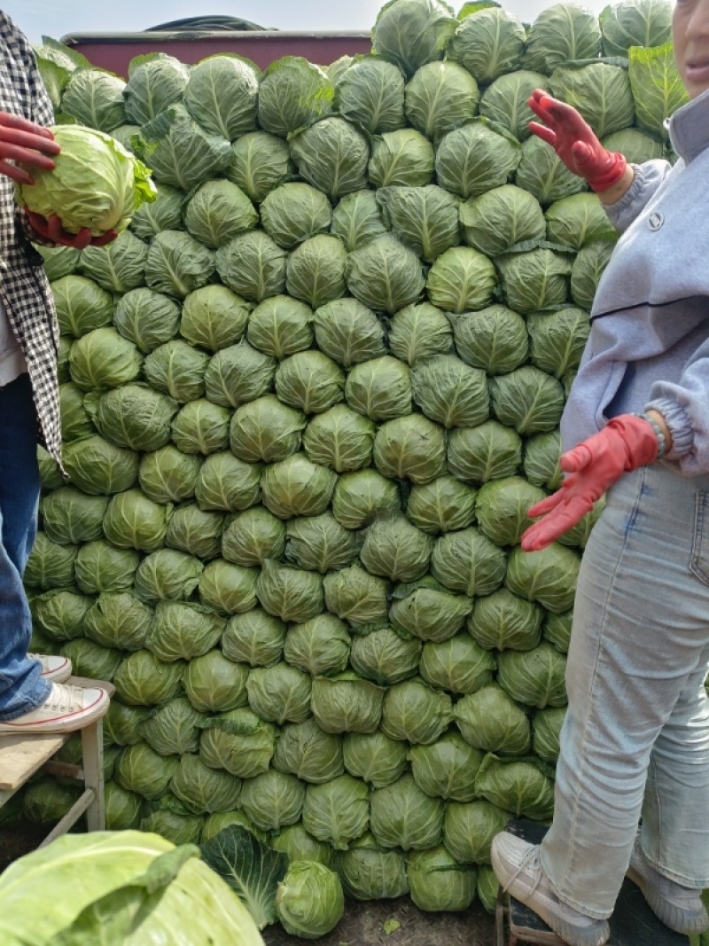 甘蓝河北本地甘蓝大量上市产地直发一手货源量大价优