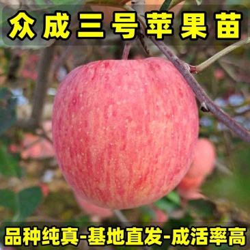 正品众成三号苹果苗品种纯真基地现起现发货成活率高