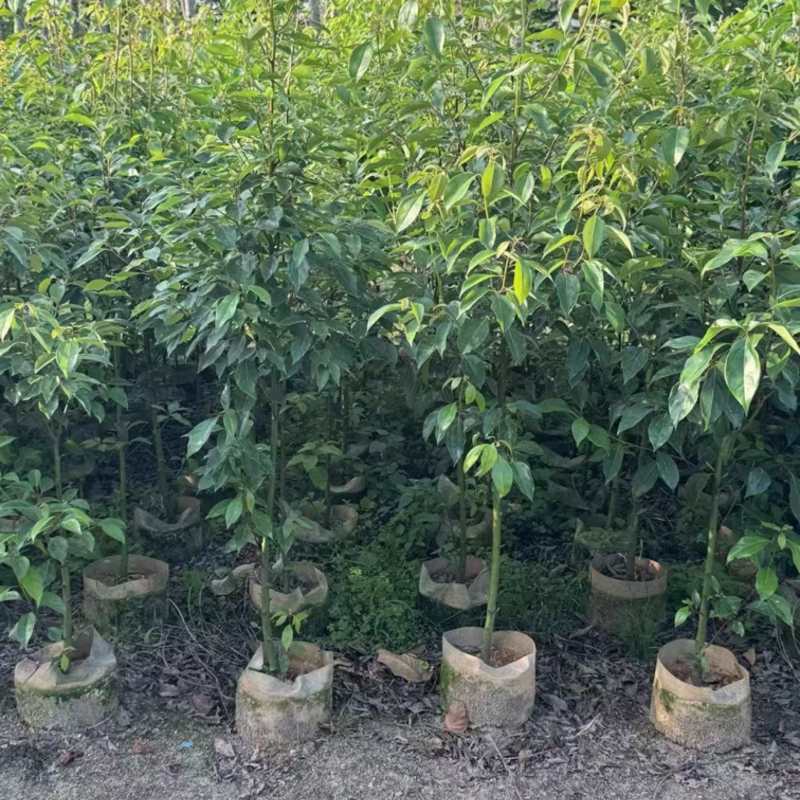 香樟树1米到5米规格齐电话联系