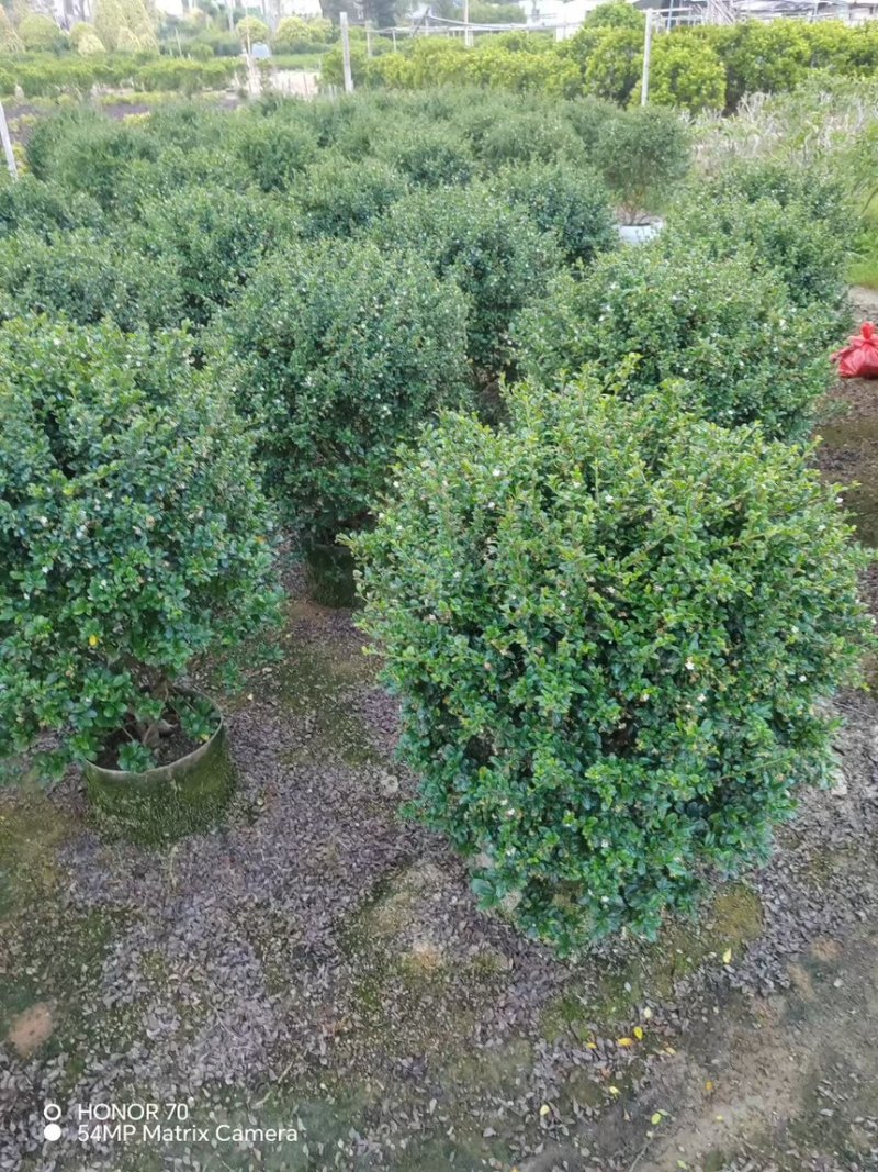 福建茶球50-80公分规格齐全