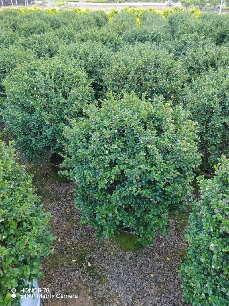 福建茶球50-80公分规格齐全