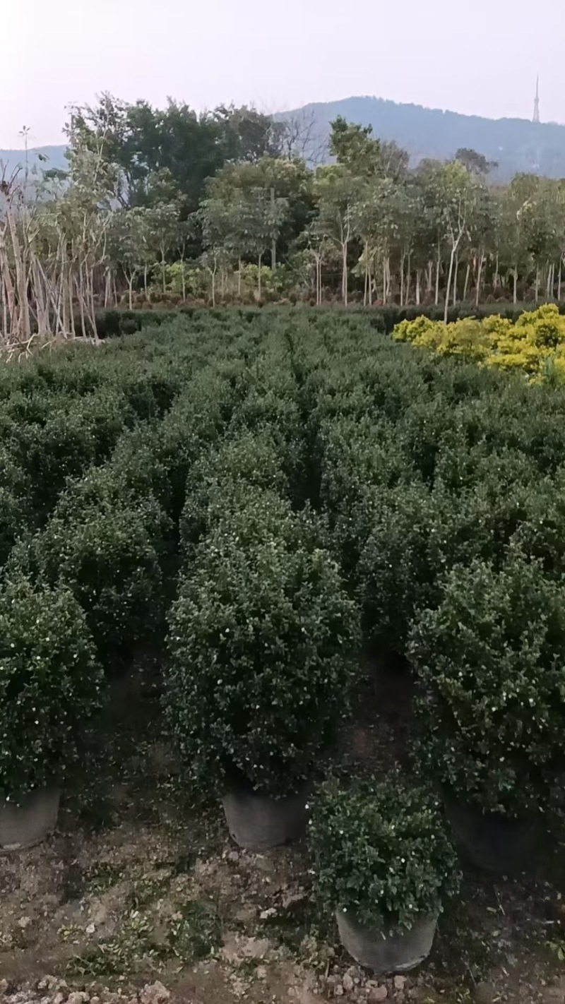 福建茶球50-80公分规格齐全