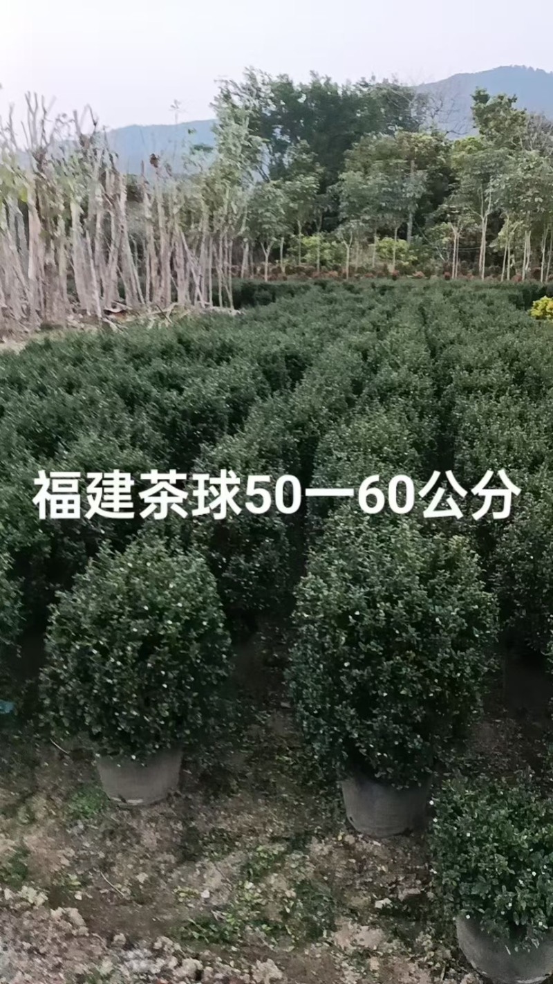 福建茶球50-80公分规格齐全