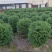 福建茶球50-80公分规格齐全