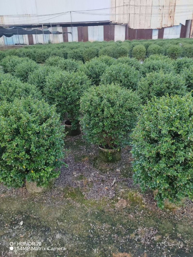 福建茶球50-80公分规格齐全