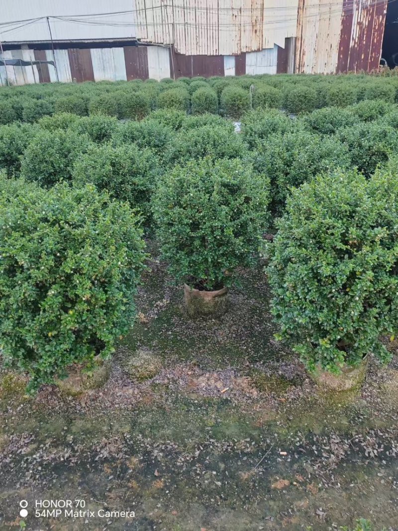 福建茶球50-80公分规格齐全