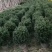 福建茶球50-80公分规格齐全