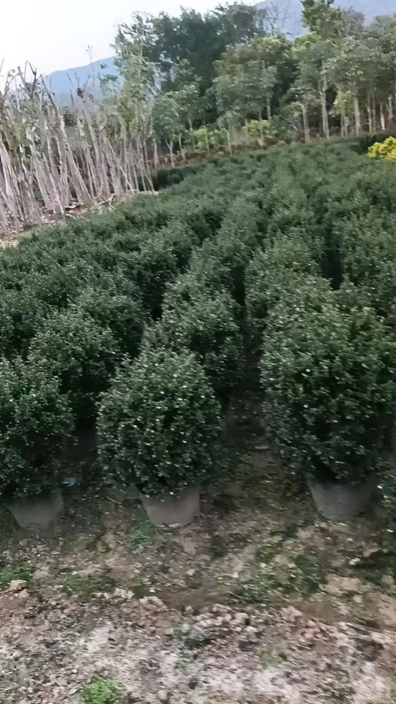 福建茶球50-80公分规格齐全