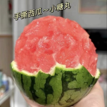 小糖丸西瓜早春红玉,全美2K小吊瓜,产地现货,量大价优
