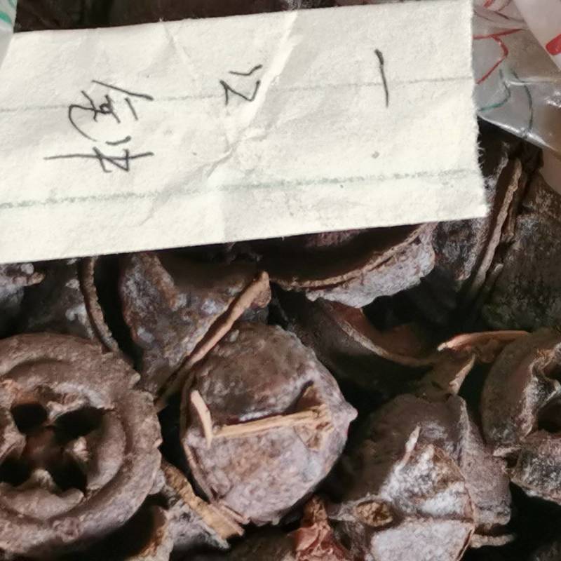 桉树果一口钟