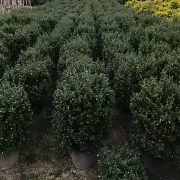 福建茶球50-80公分规格齐全