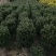 福建茶球50-80公分规格齐全