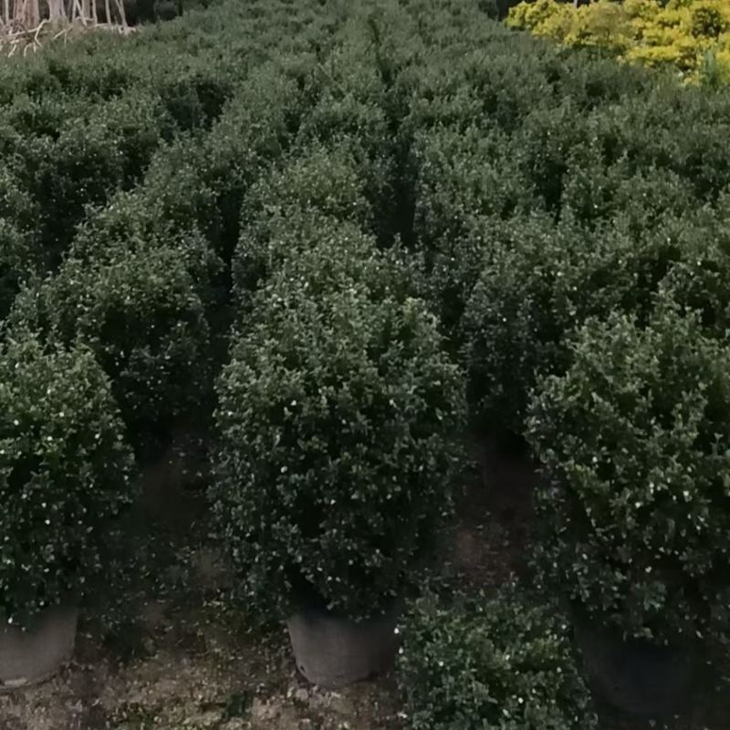 福建茶球50-80公分规格齐全
