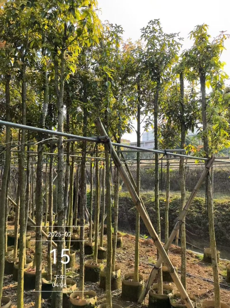 金丝楠木3-4-5-6-7-8分电话联系规格齐全