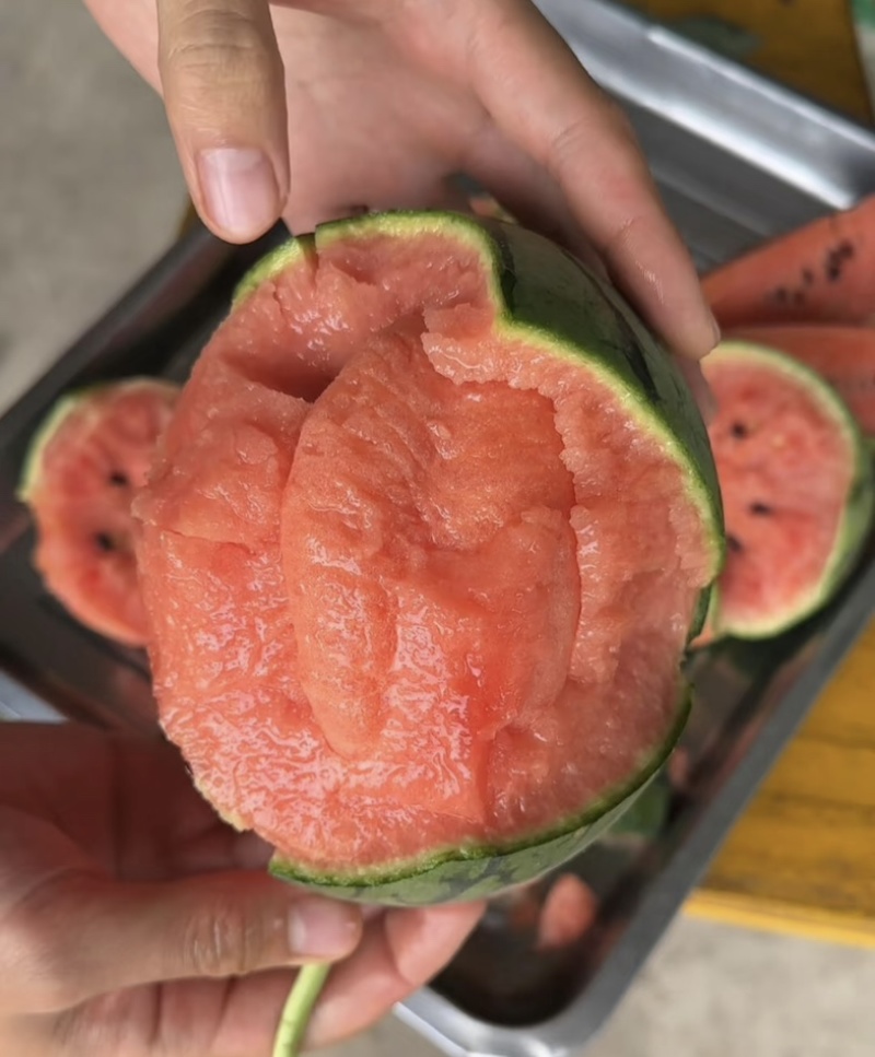 小糖丸西瓜早春红玉，全美2K小吊瓜，产地现货，量大价优