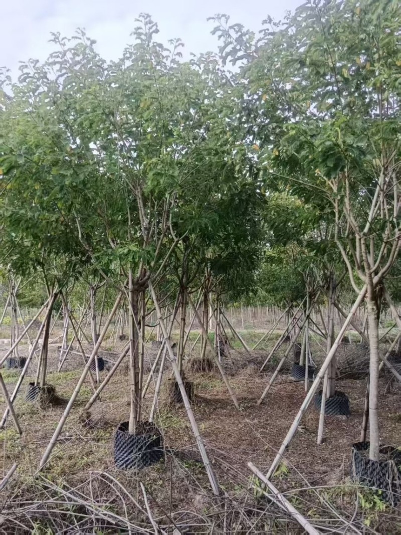 黄槐7分8分量大电话联系