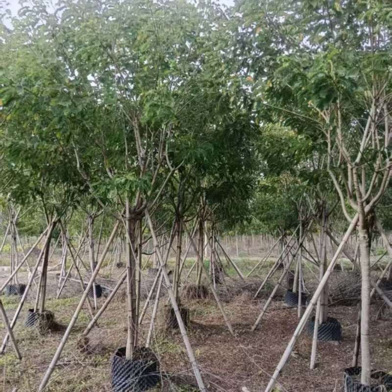 黄槐7分8分量大电话联系