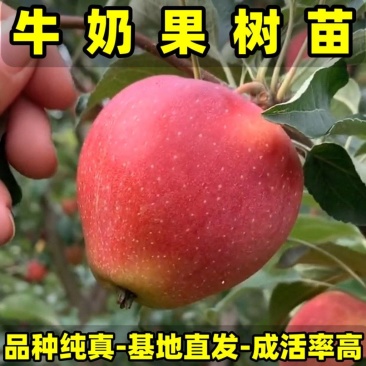 正品牛奶果树苗品种纯真基地现起现发货成活率高