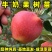 正品牛奶果树苗品种纯真基地现起现发货成活率高