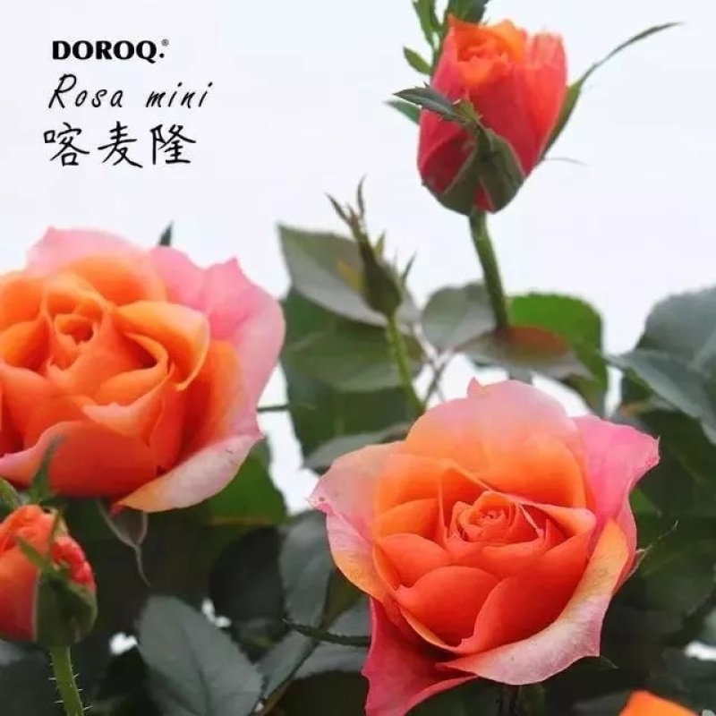 云南玫瑰种苗颜色多，品种多