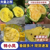 东台特小凤西瓜，东台特小凤西瓜产地对接，质保价优全国发货