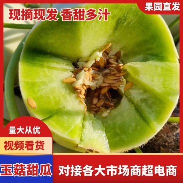 东台玉菇甜瓜大量上市保熟保甜，耐运输产地直供全国发货