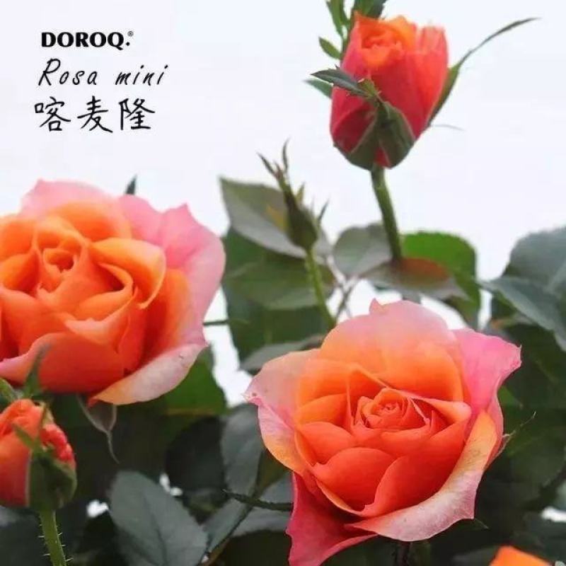 云南玫瑰种苗颜色多，品种多