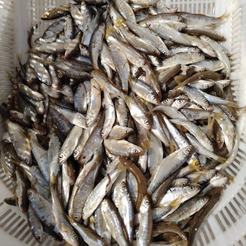 马白条鱼，手工开膛