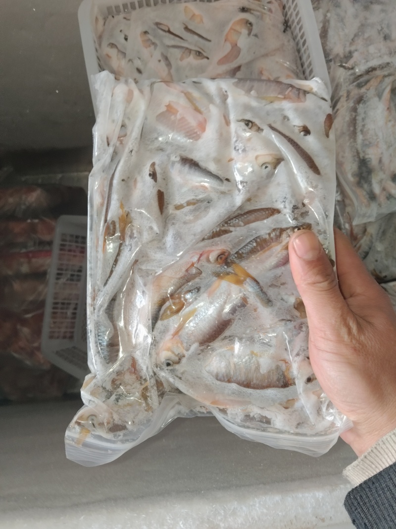 马白条鱼，手工开膛