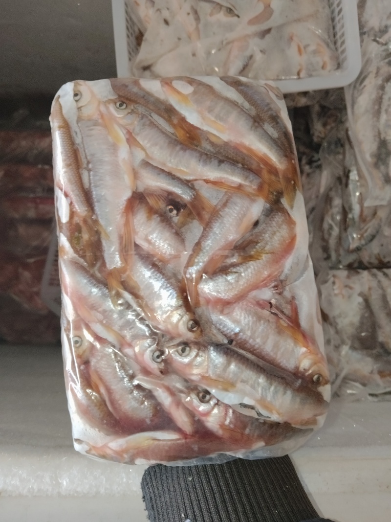 马白条鱼，手工开膛